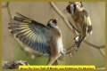 Are birds fighting or mating?
